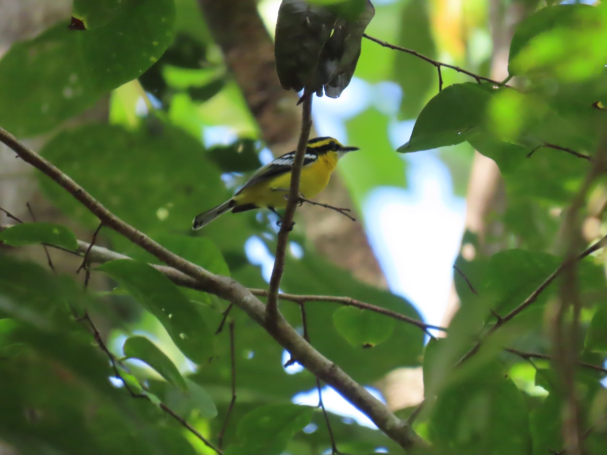 Yellow-breasted Boatbill - ML643101836