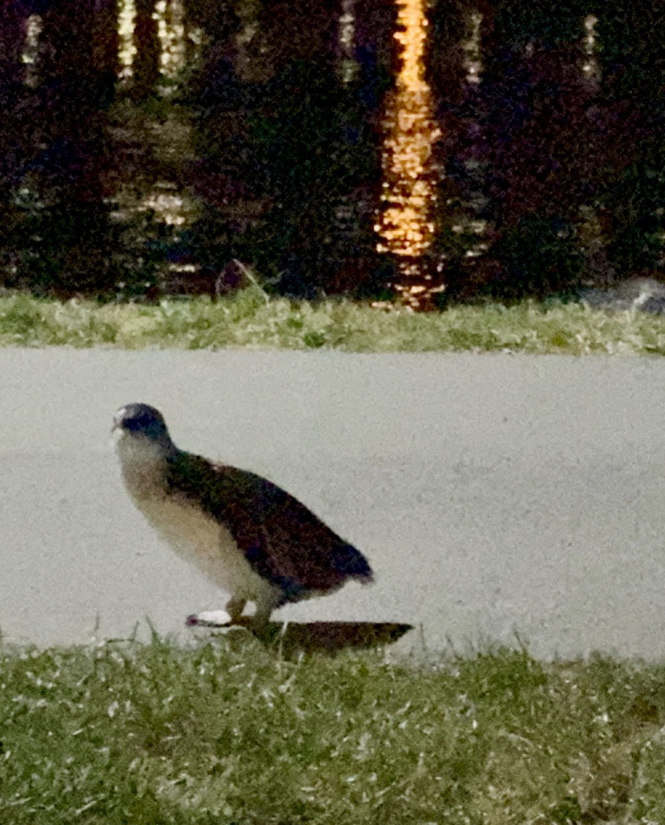 Little Penguin - ML643101864