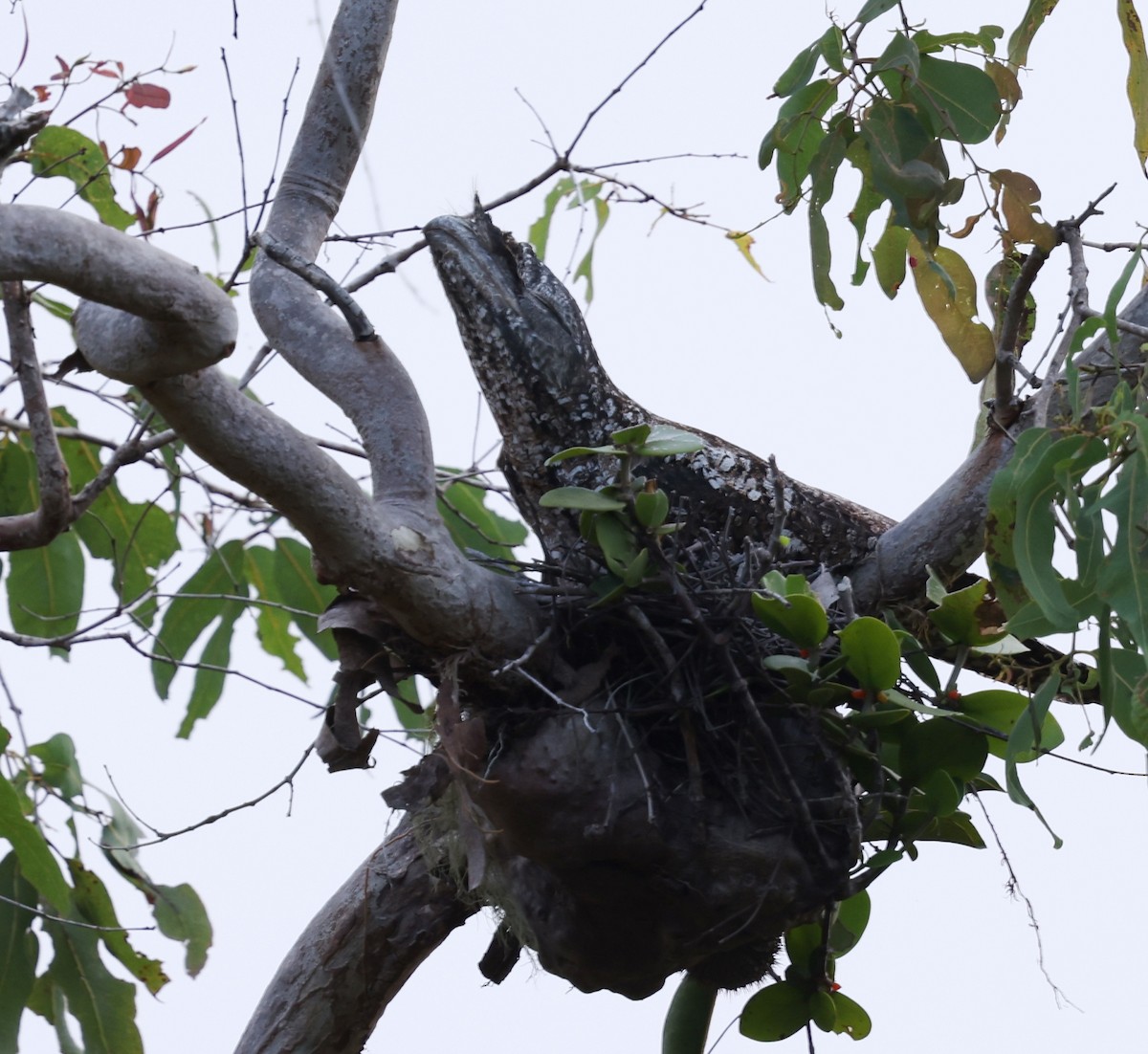 Marbled Frogmouth - ML643101871