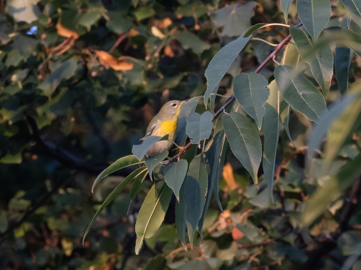 Northern Parula - ML643101883
