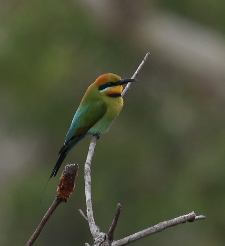 Rainbow Bee-eater - ML643101886