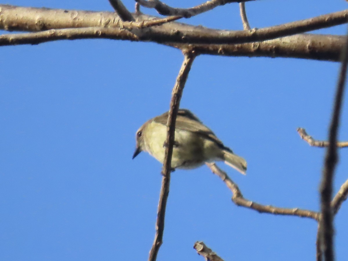 Lemon-bellied Flyrobin - ML643101894