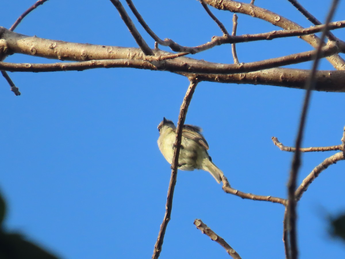 Lemon-bellied Flyrobin - ML643101895
