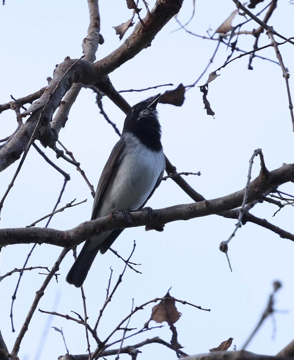 White-bellied Whistler - ML643101897