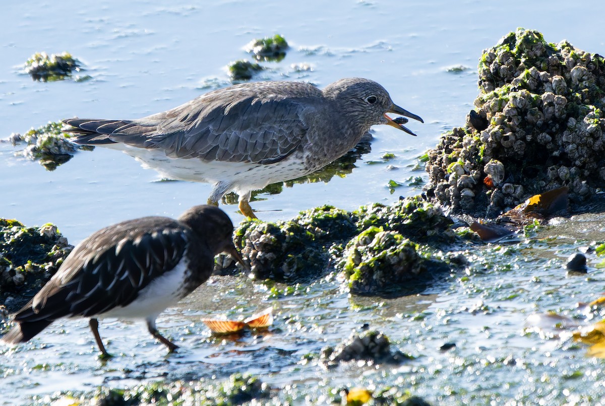 Surfbird - ML643101898