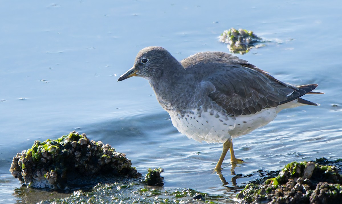 Surfbird - ML643101903