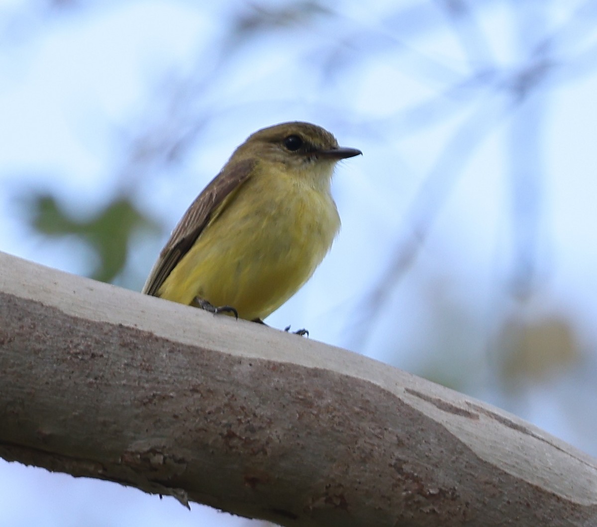 Lemon-bellied Flyrobin - ML643101906