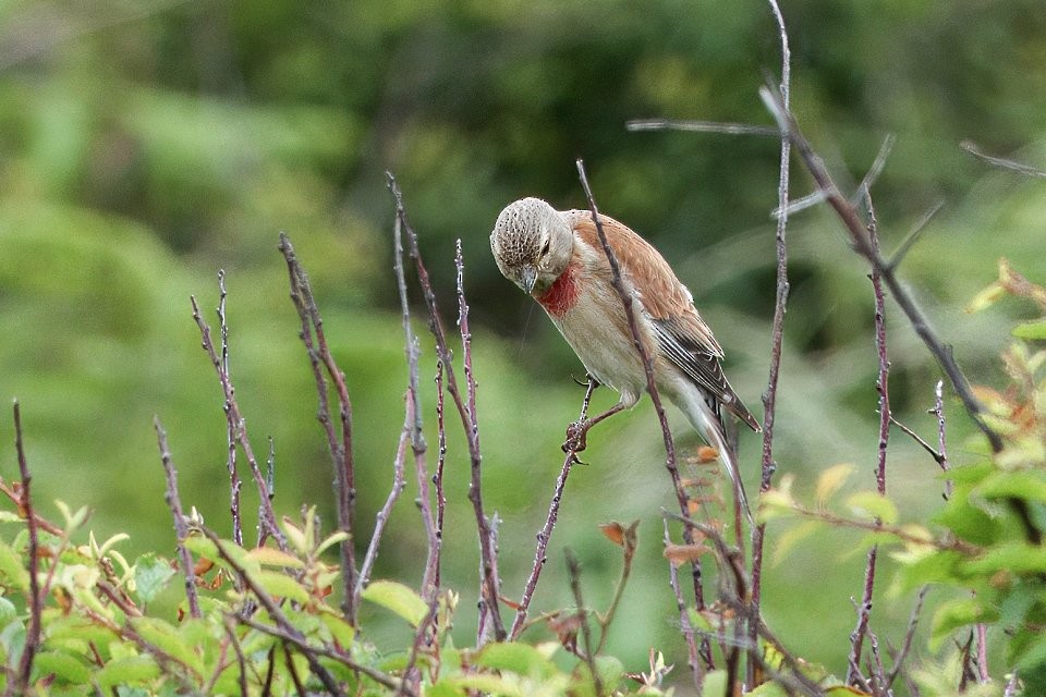 Eurasian Linnet - ML643101920