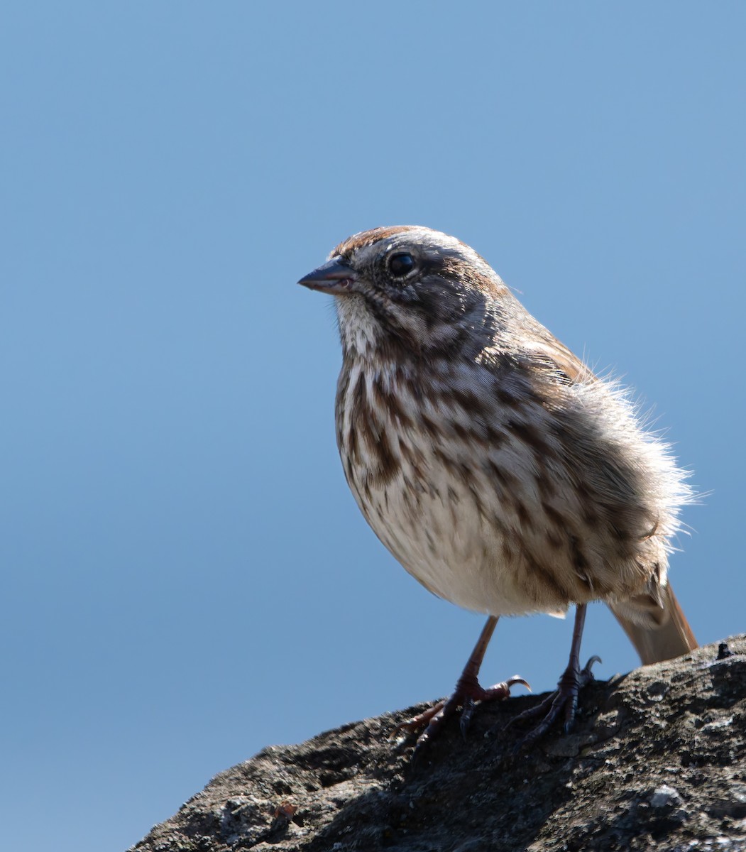 Song Sparrow - ML643101922