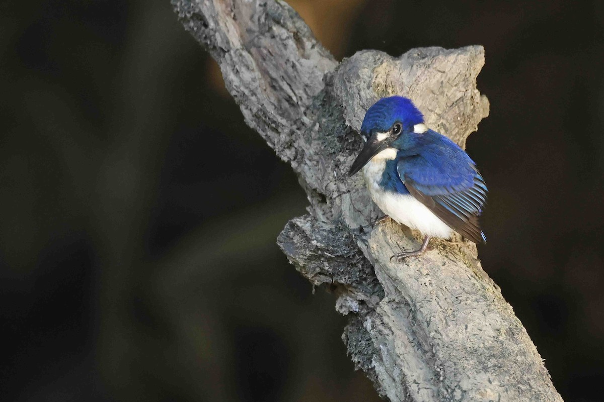 Little Kingfisher - ML643101928