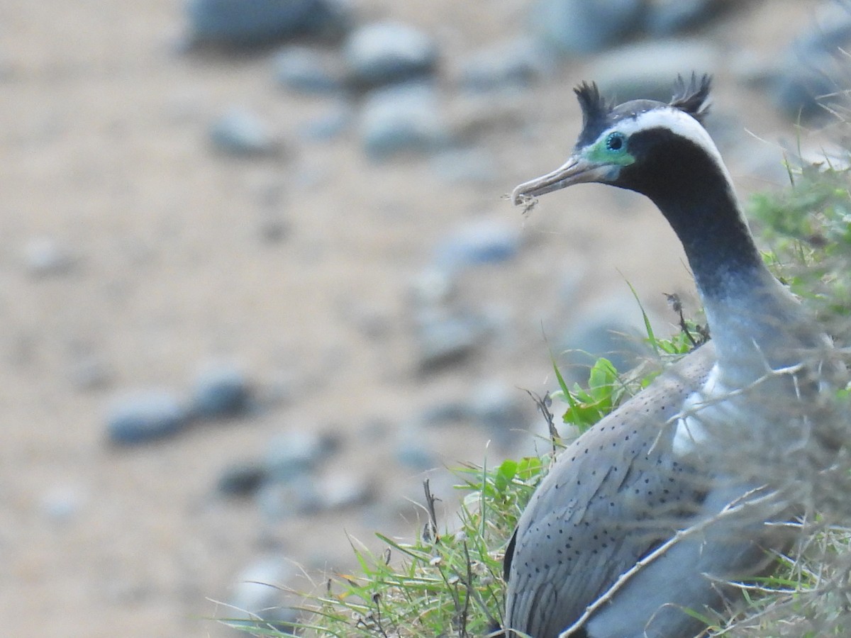 Spotted Shag - ML643101933