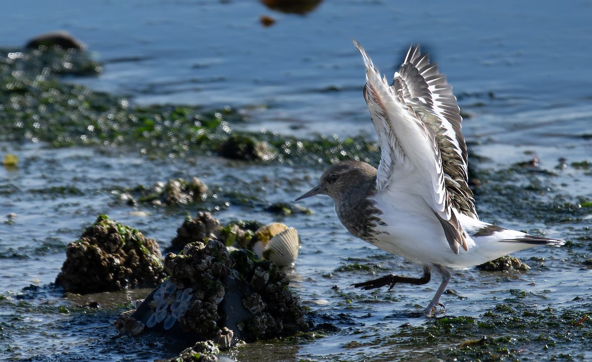 Black Turnstone - ML643101956