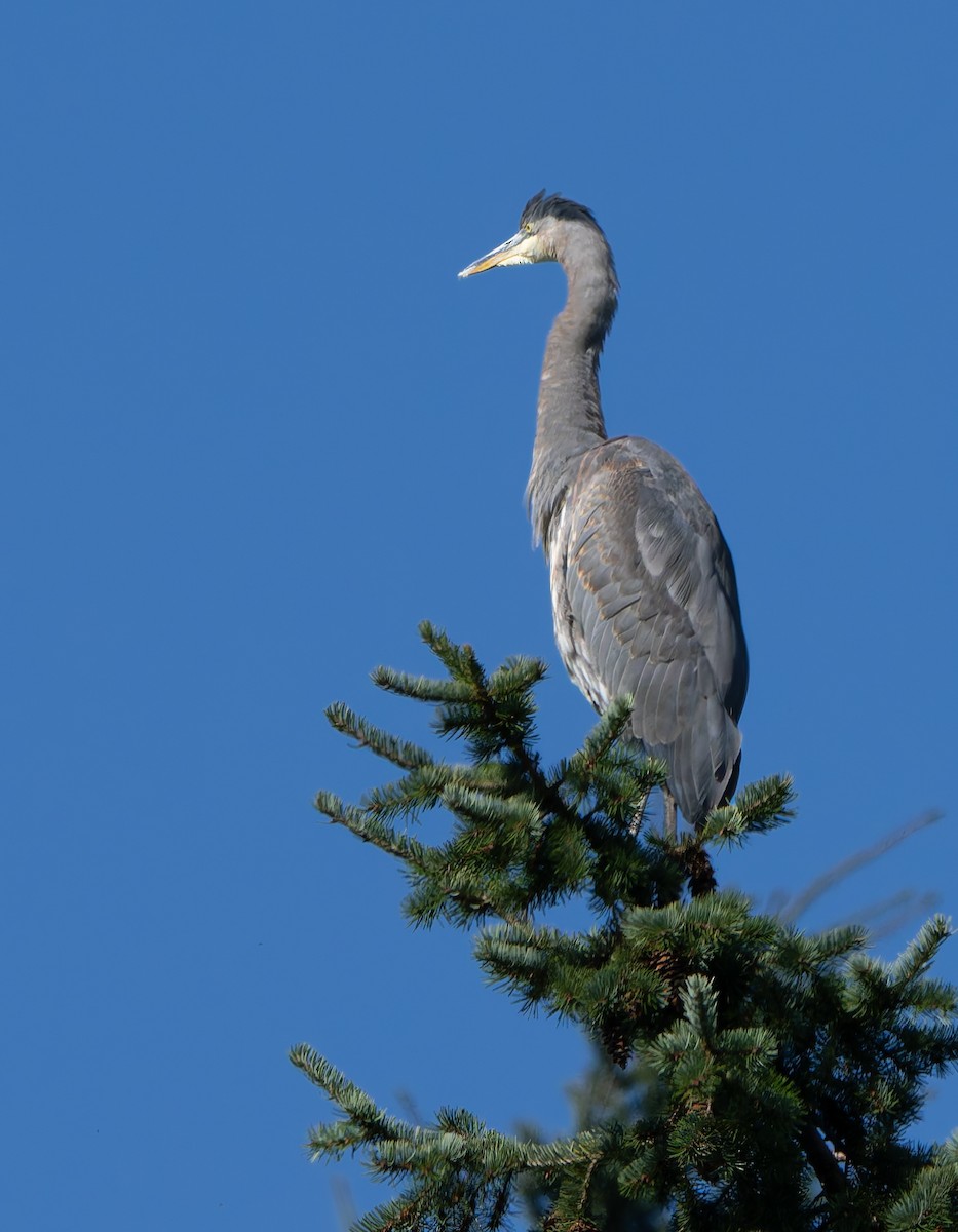 Great Blue Heron - ML643101959