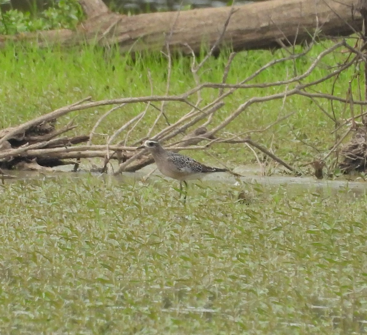American Golden-Plover - ML643101960
