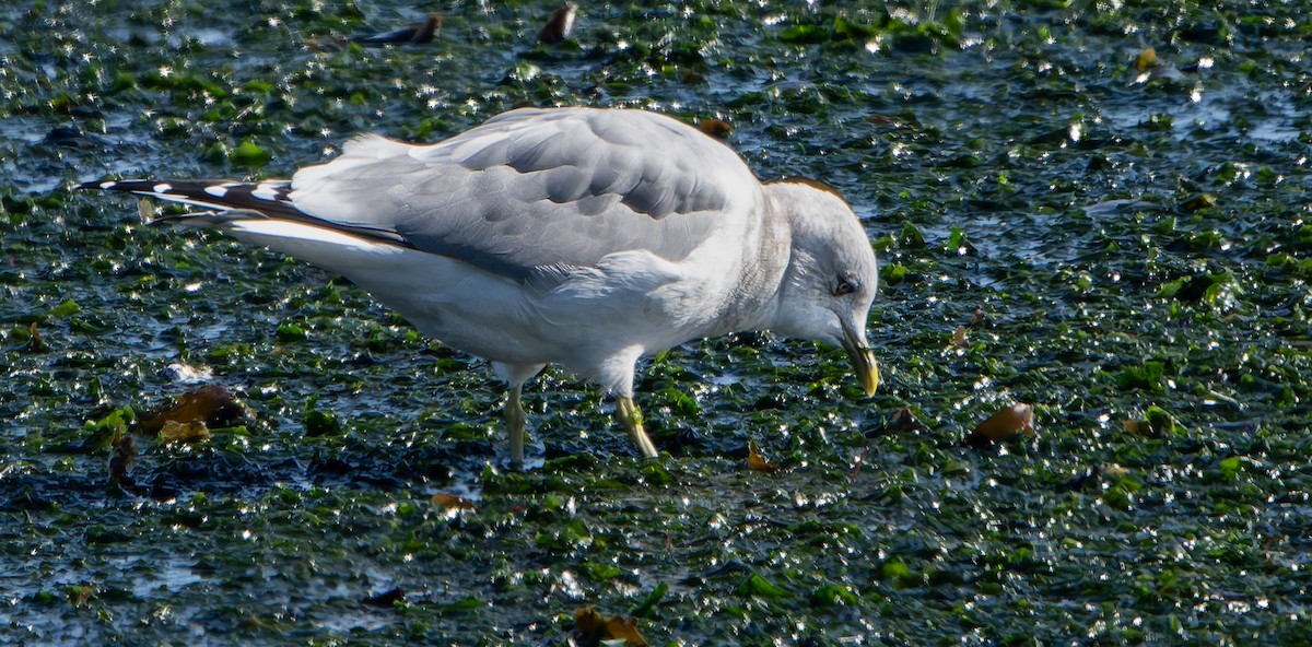 Short-billed Gull - ML643101966