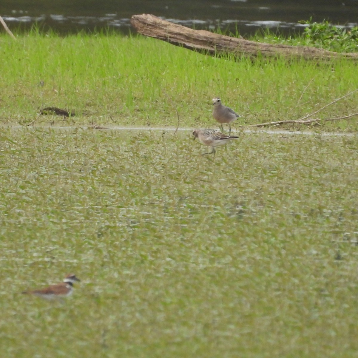 American Golden-Plover - ML643101972