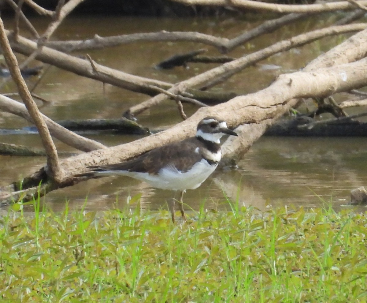 Killdeer - ML643101983