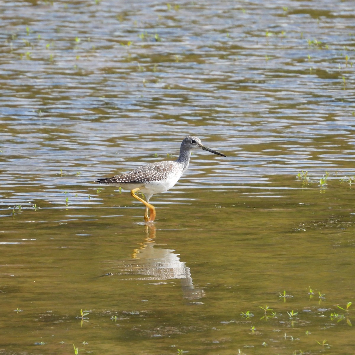 Greater Yellowlegs - ML643101986