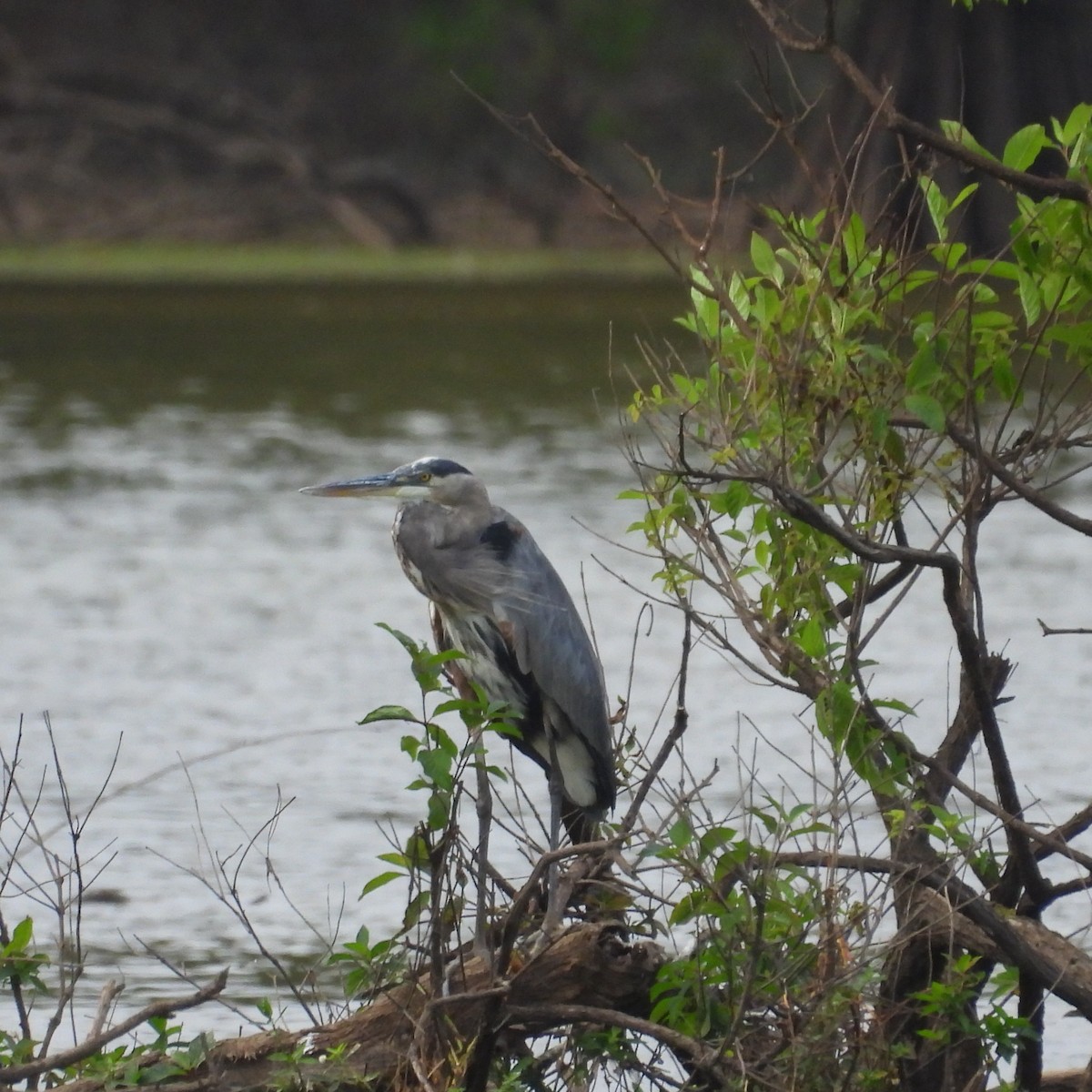 Great Blue Heron - ML643102000