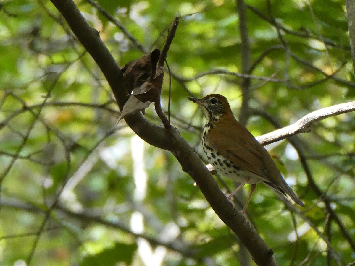 Wood Thrush - ML643102012