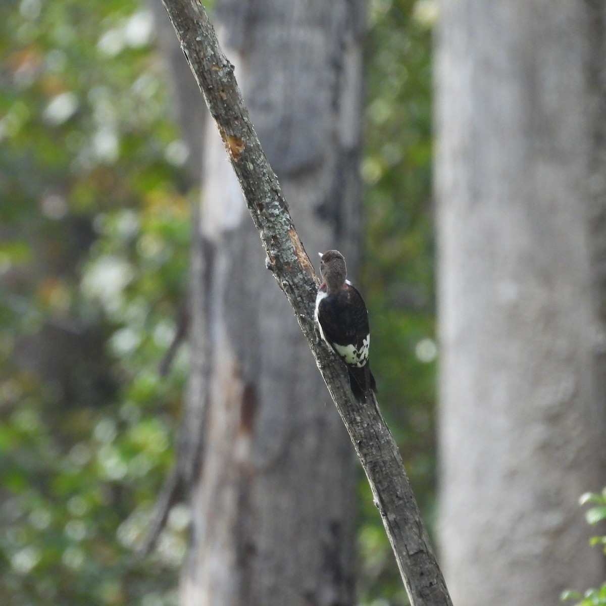 Red-headed Woodpecker - ML643102013