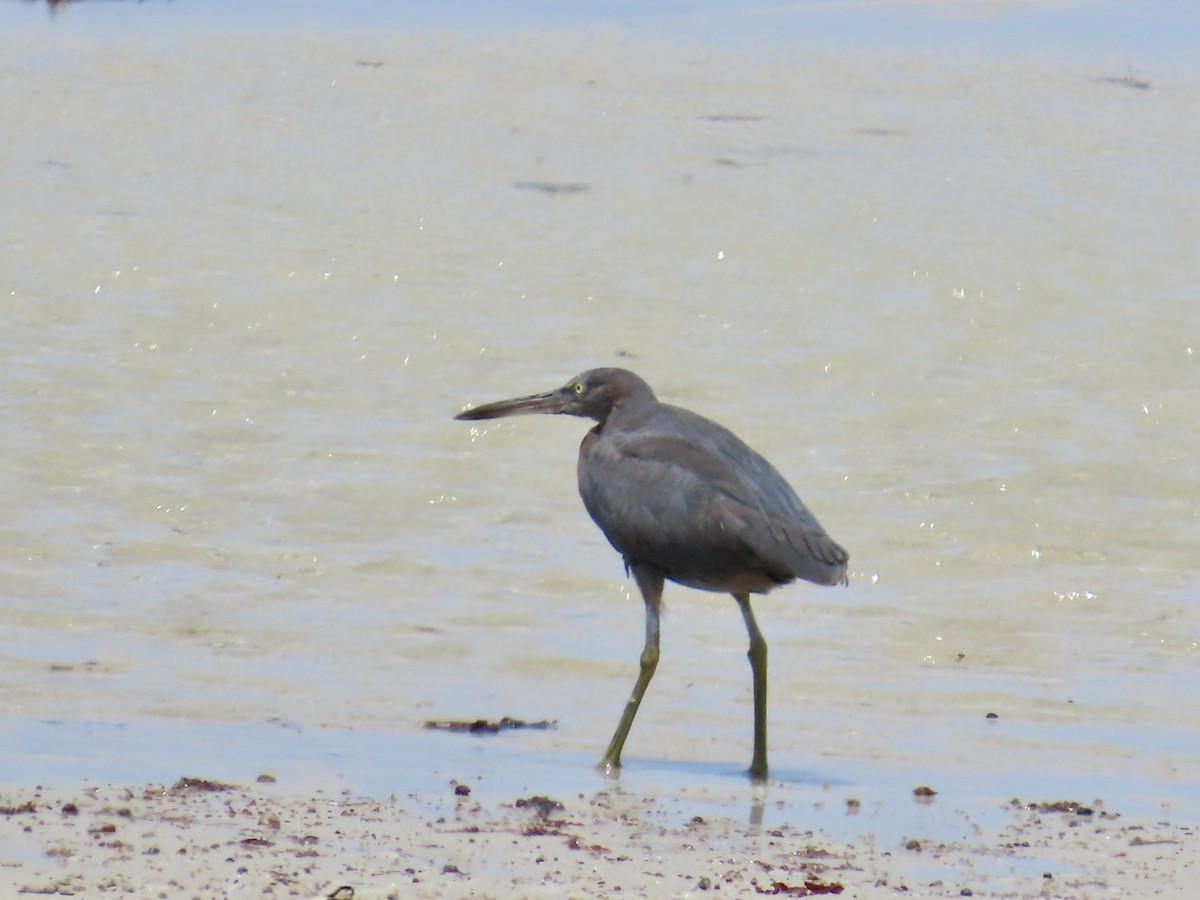 Pacific Reef-Heron - ML643102018