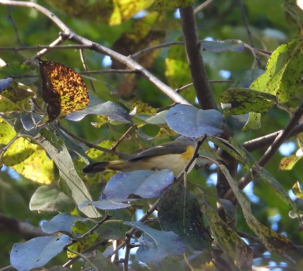 American Redstart - ML643102019