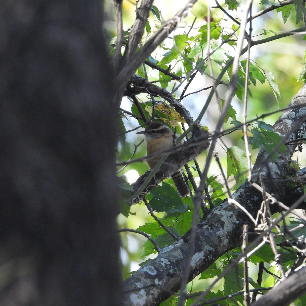 Carolina Wren - ML643102028