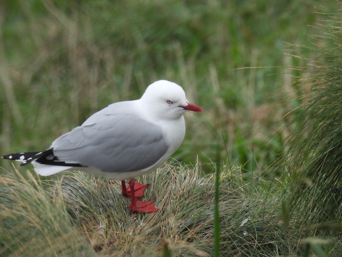 Silver Gull (Red-billed) - ML643102029