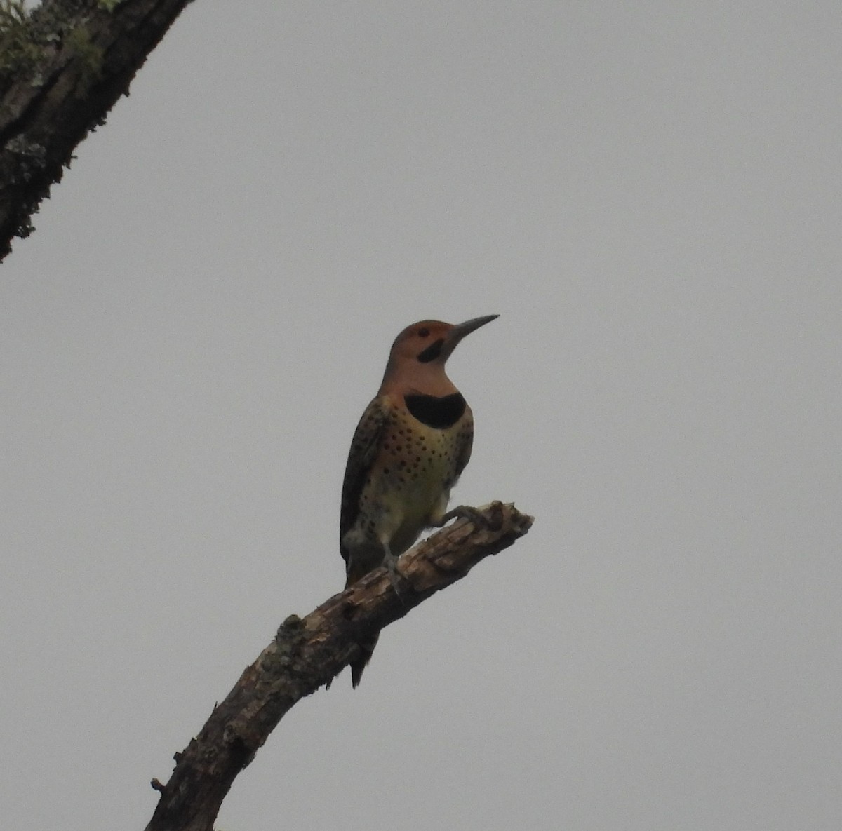 Northern Flicker - ML643102032