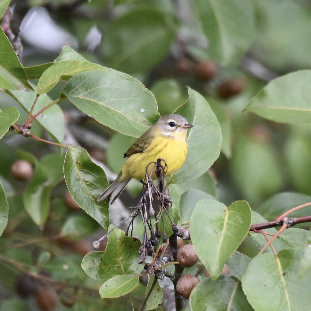 Prairie Warbler - ML643102041