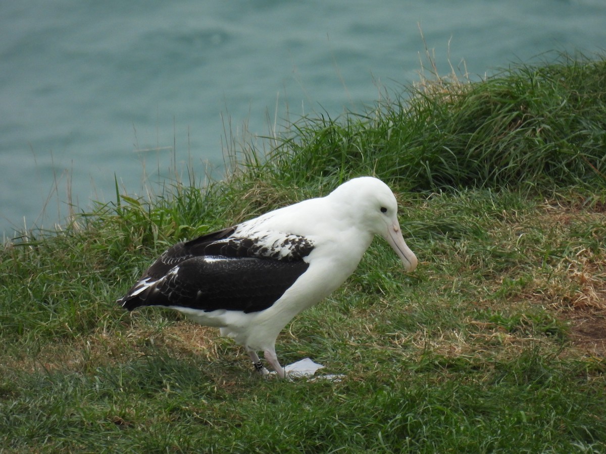 Northern Royal Albatross - ML643102068