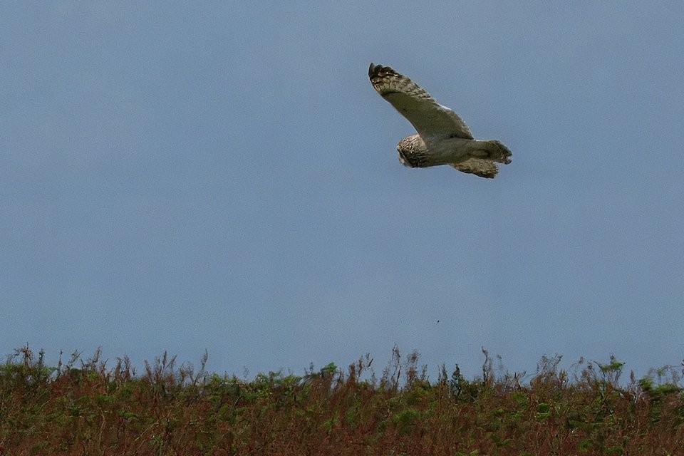 Short-eared Owl - ML643102110