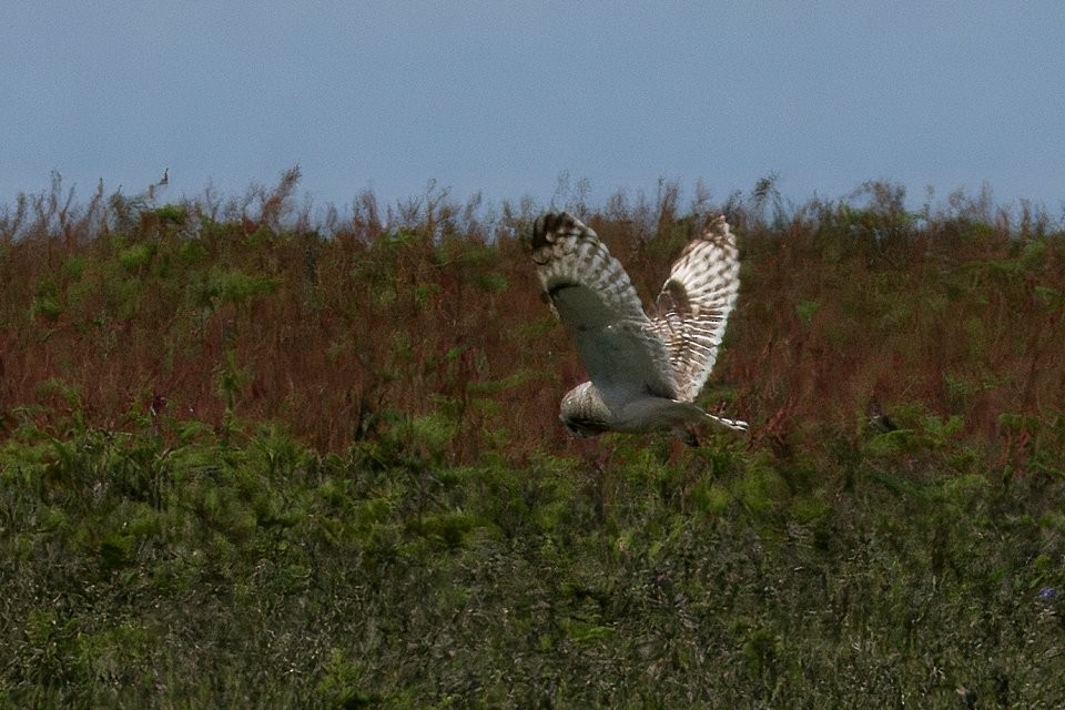 Short-eared Owl - ML643102111