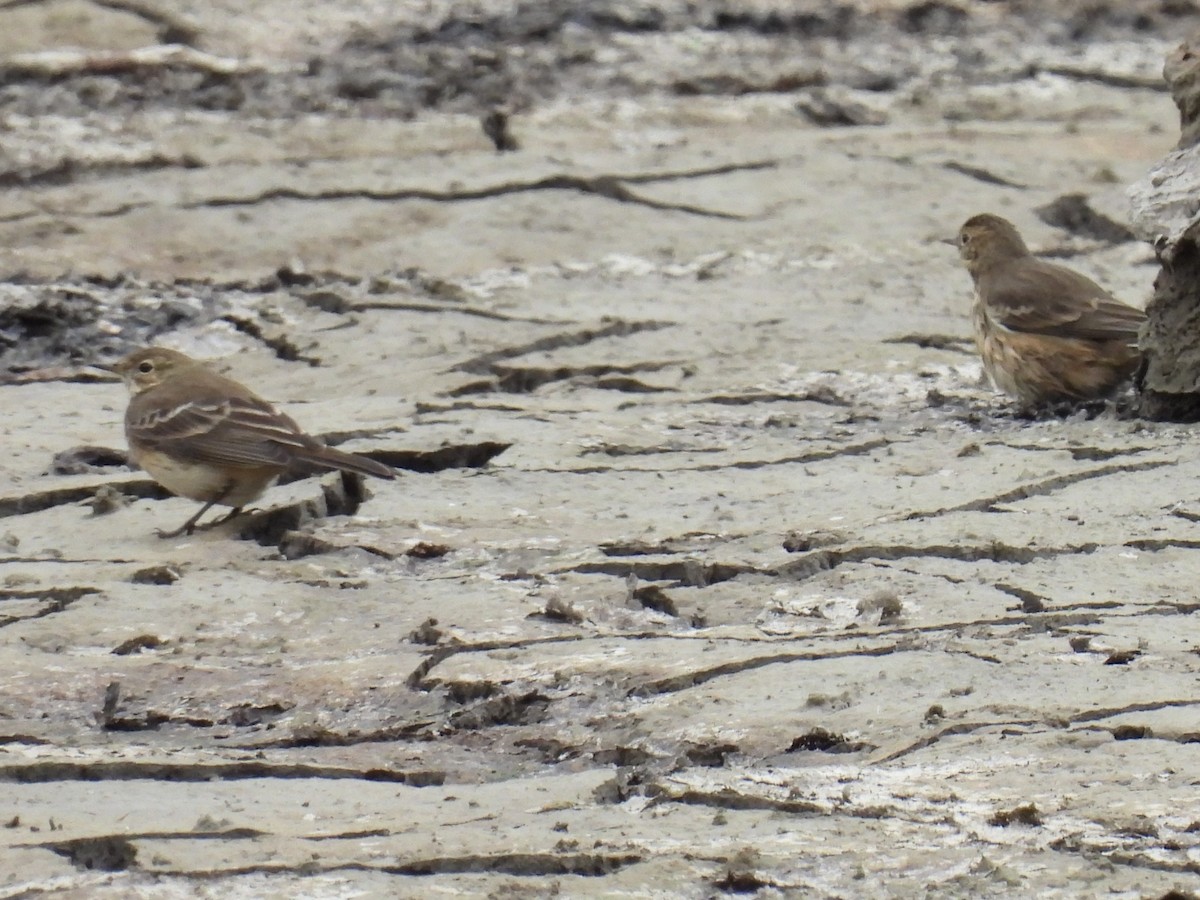 American Pipit - ML643102119