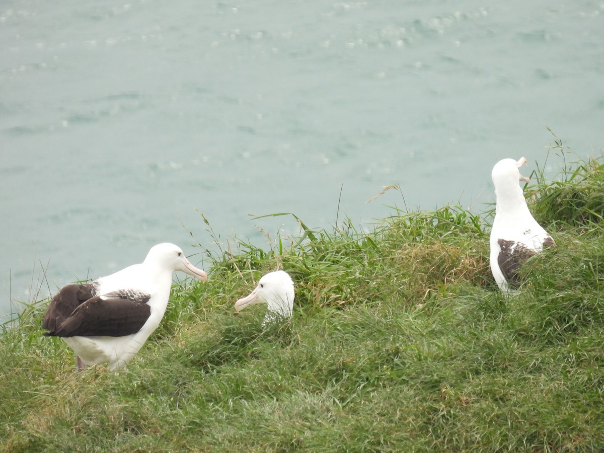 Northern Royal Albatross - ML643102121