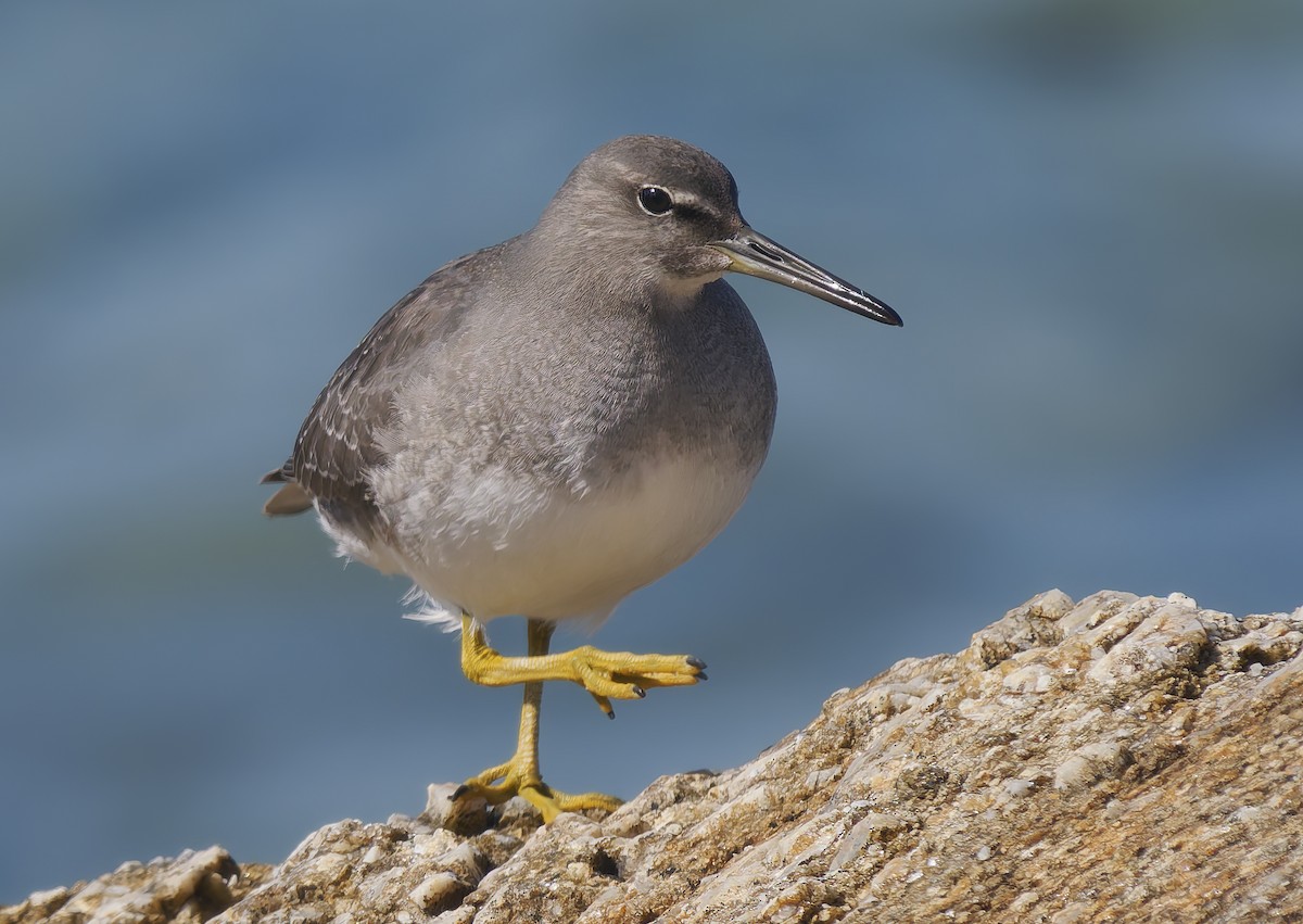 Wandering Tattler - ML643102124