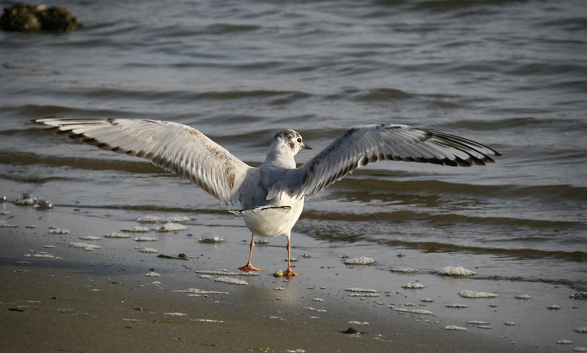 Bonaparte's Gull - ML643102126