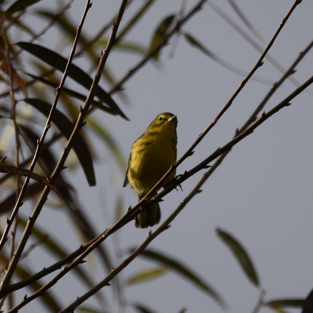 Prairie Warbler - ML643102127