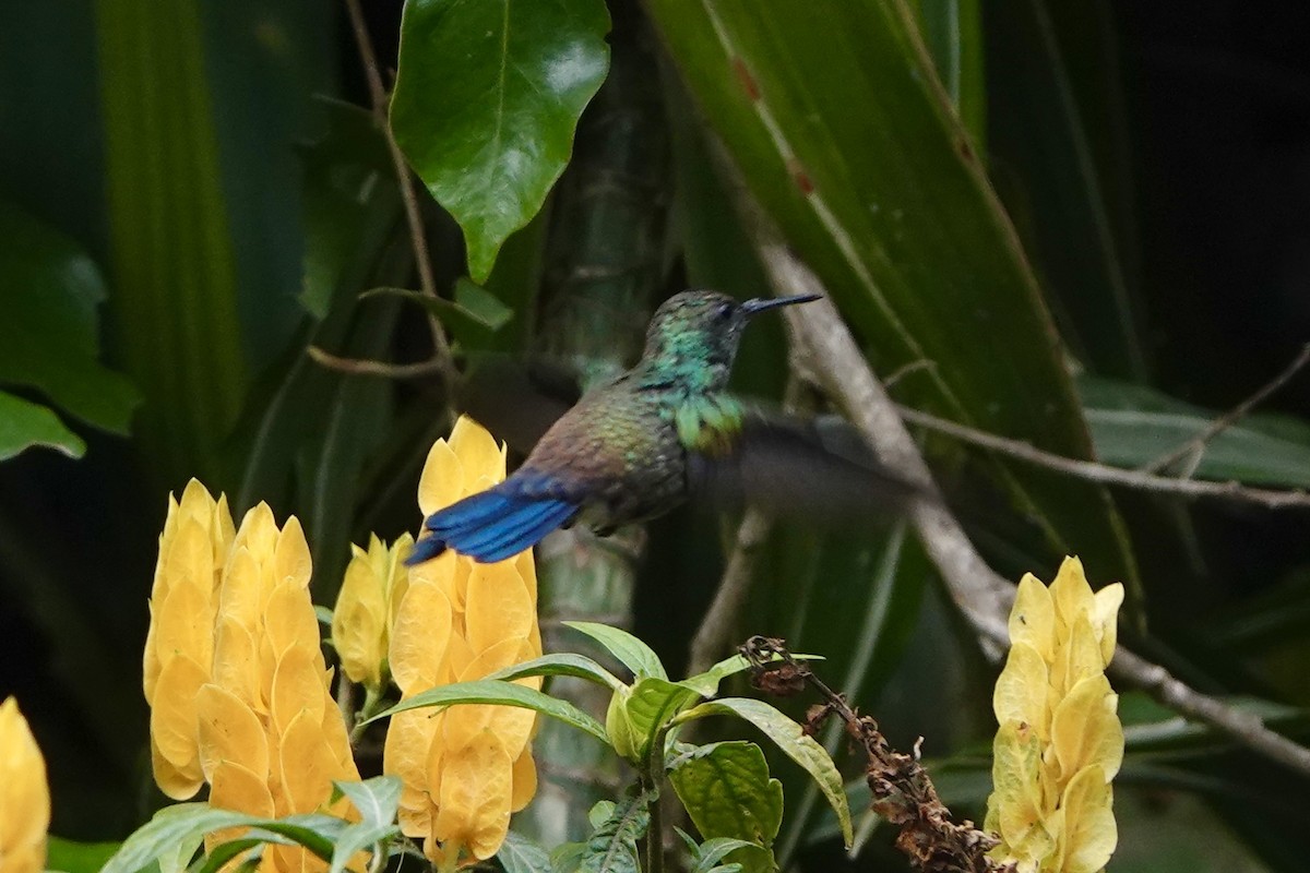 Blue-vented Hummingbird - ML643102128