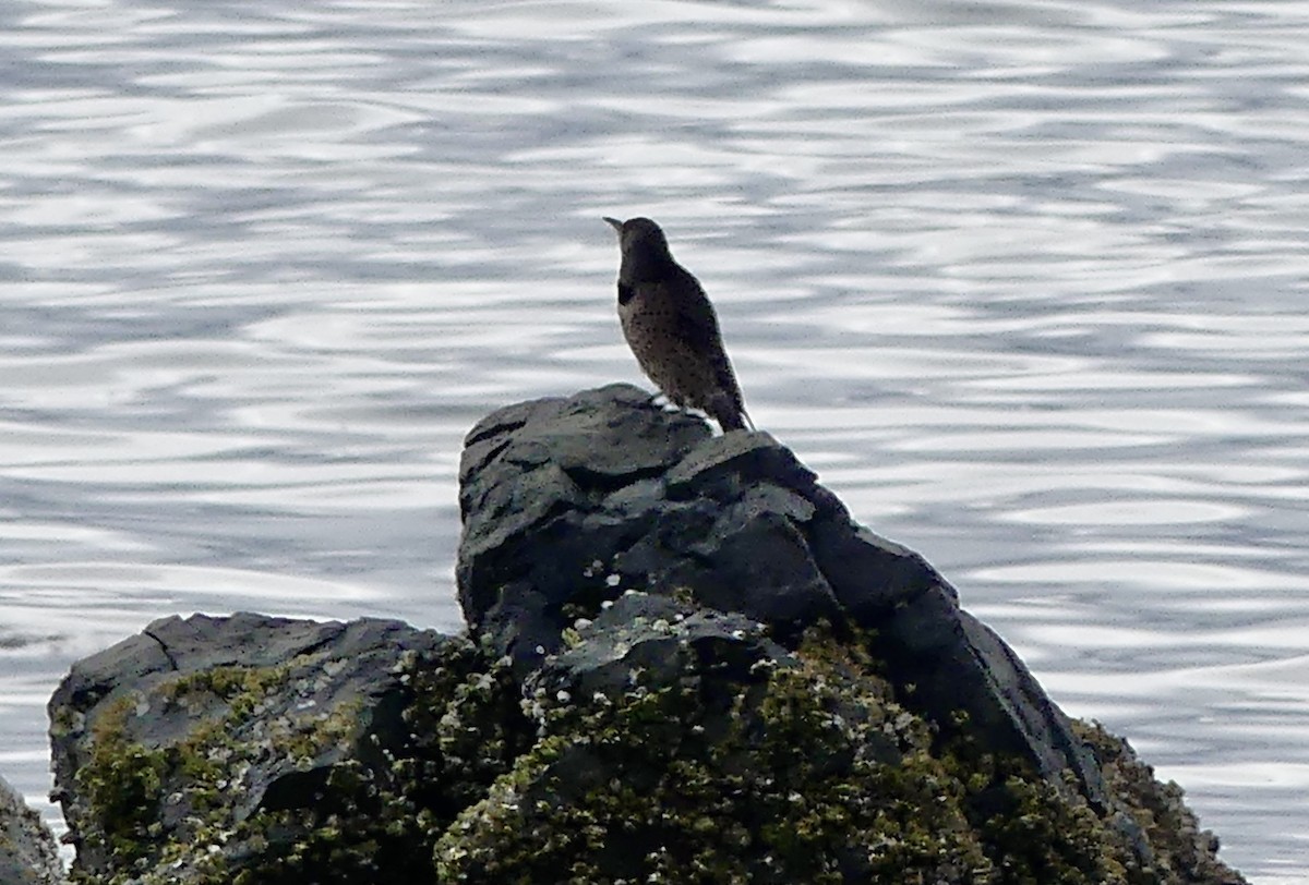 Northern Flicker - ML643102133