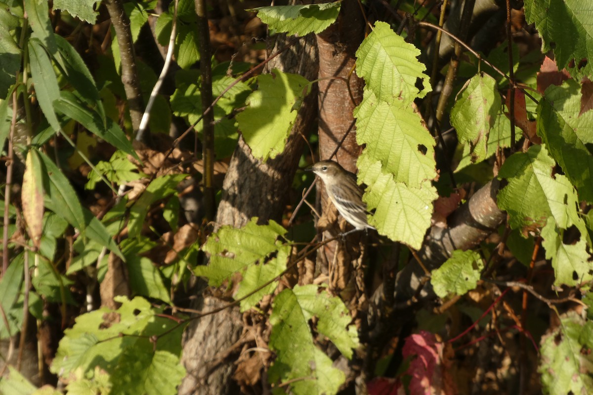 myrteparula - ML643102145
