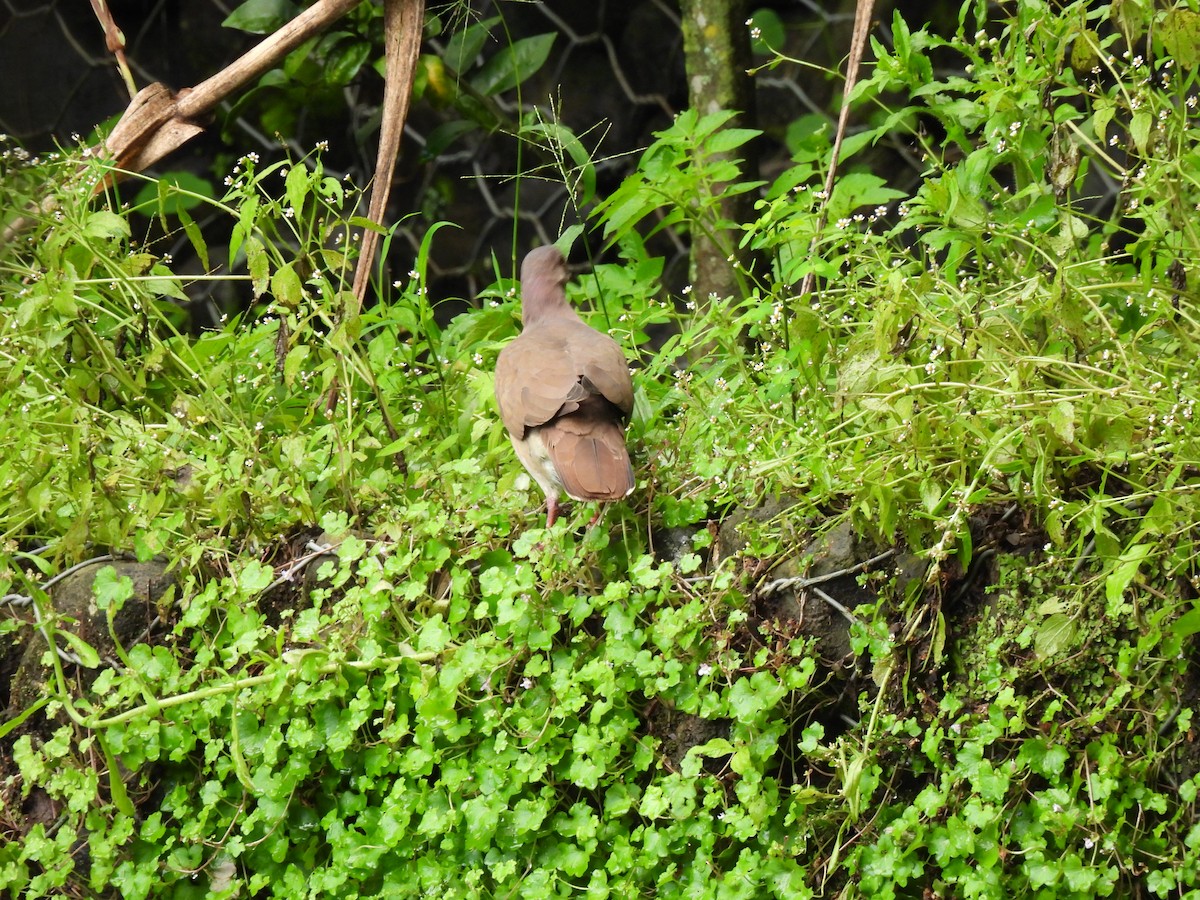 White-tipped Dove - ML643102149