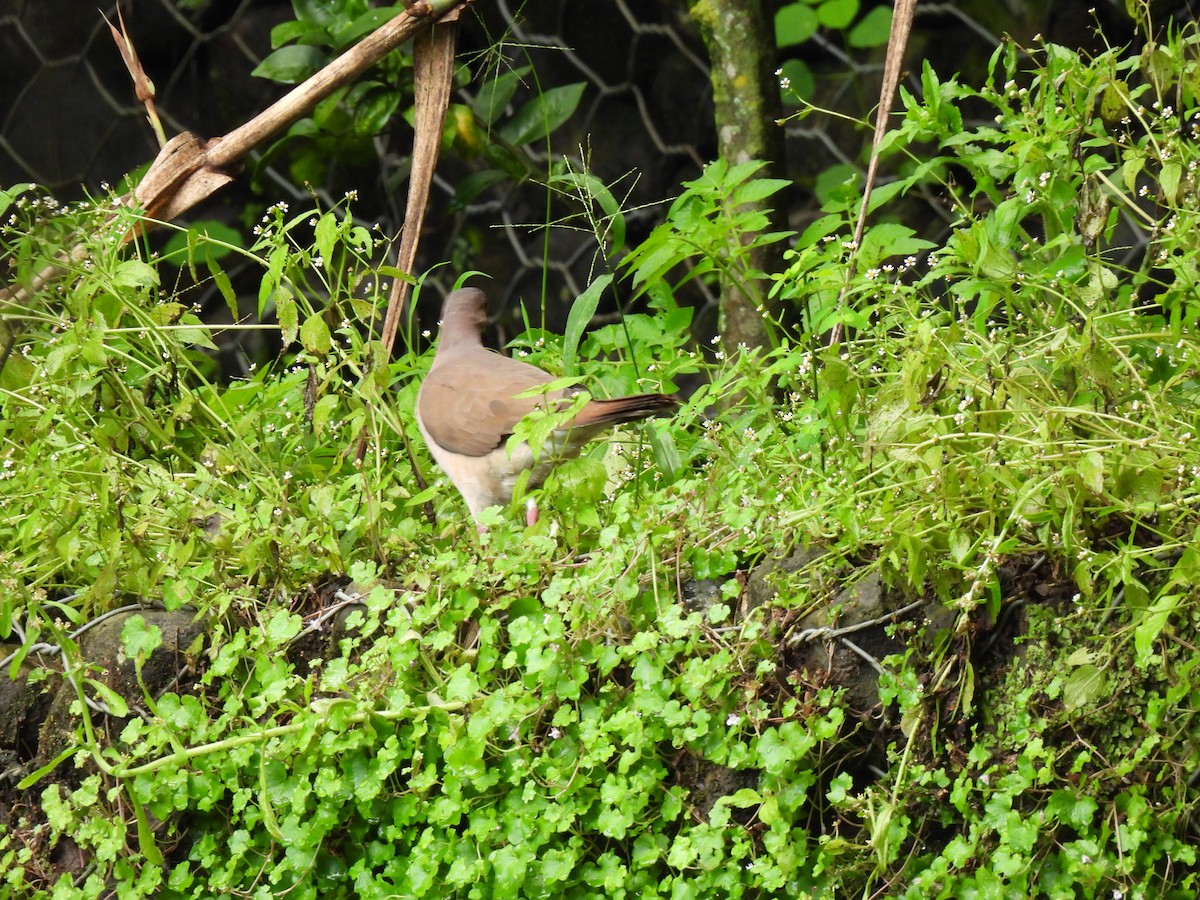 White-tipped Dove - ML643102150
