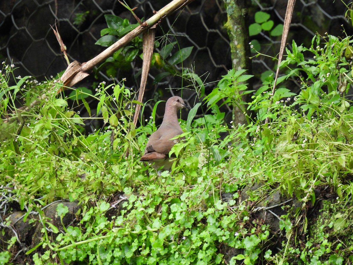 White-tipped Dove - ML643102151