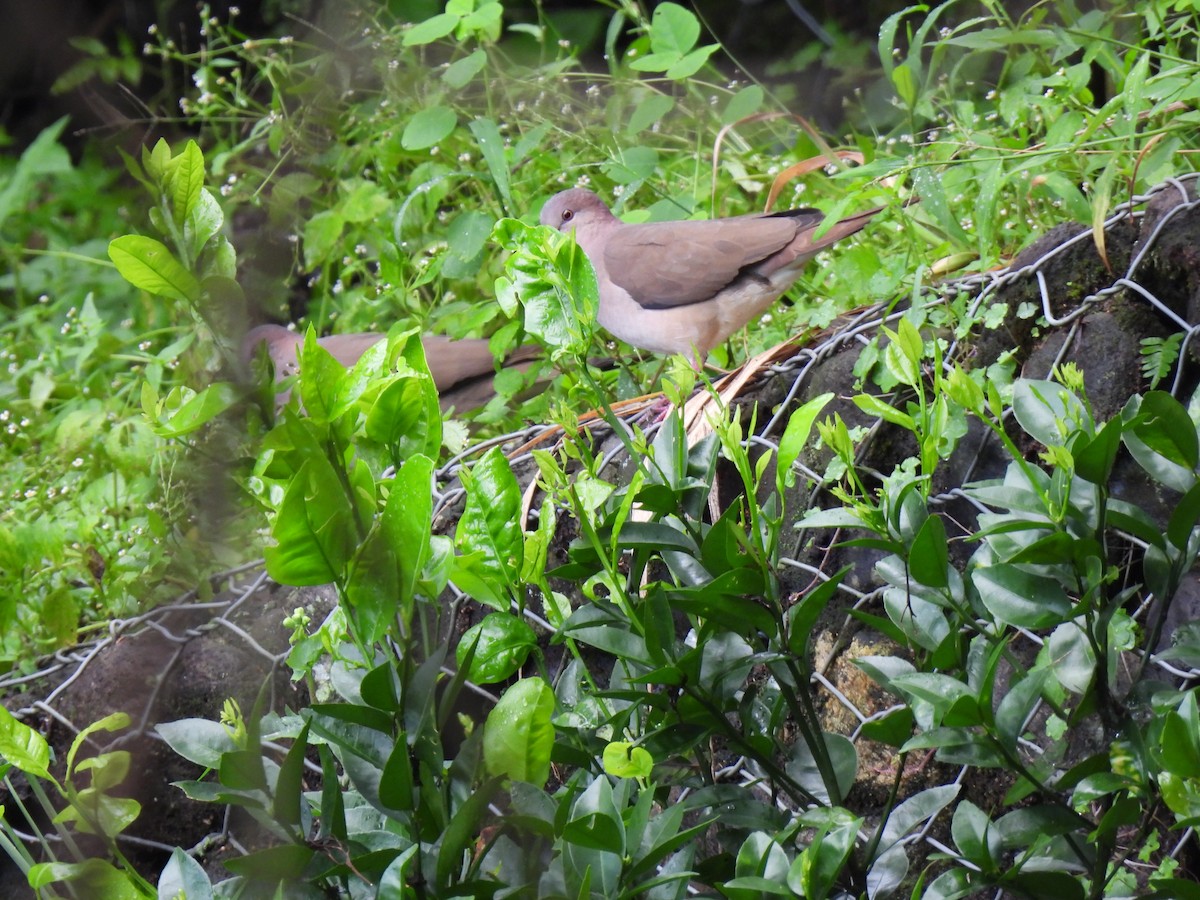 White-tipped Dove - ML643102152