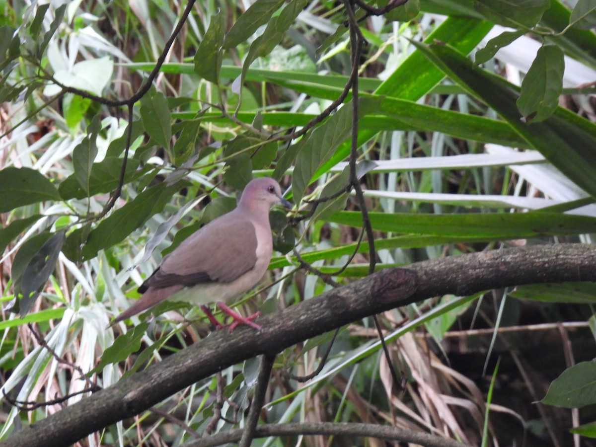 White-tipped Dove - ML643102169