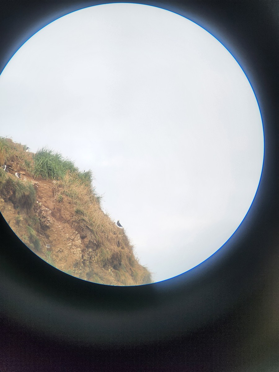 Tufted Puffin - ML643102179