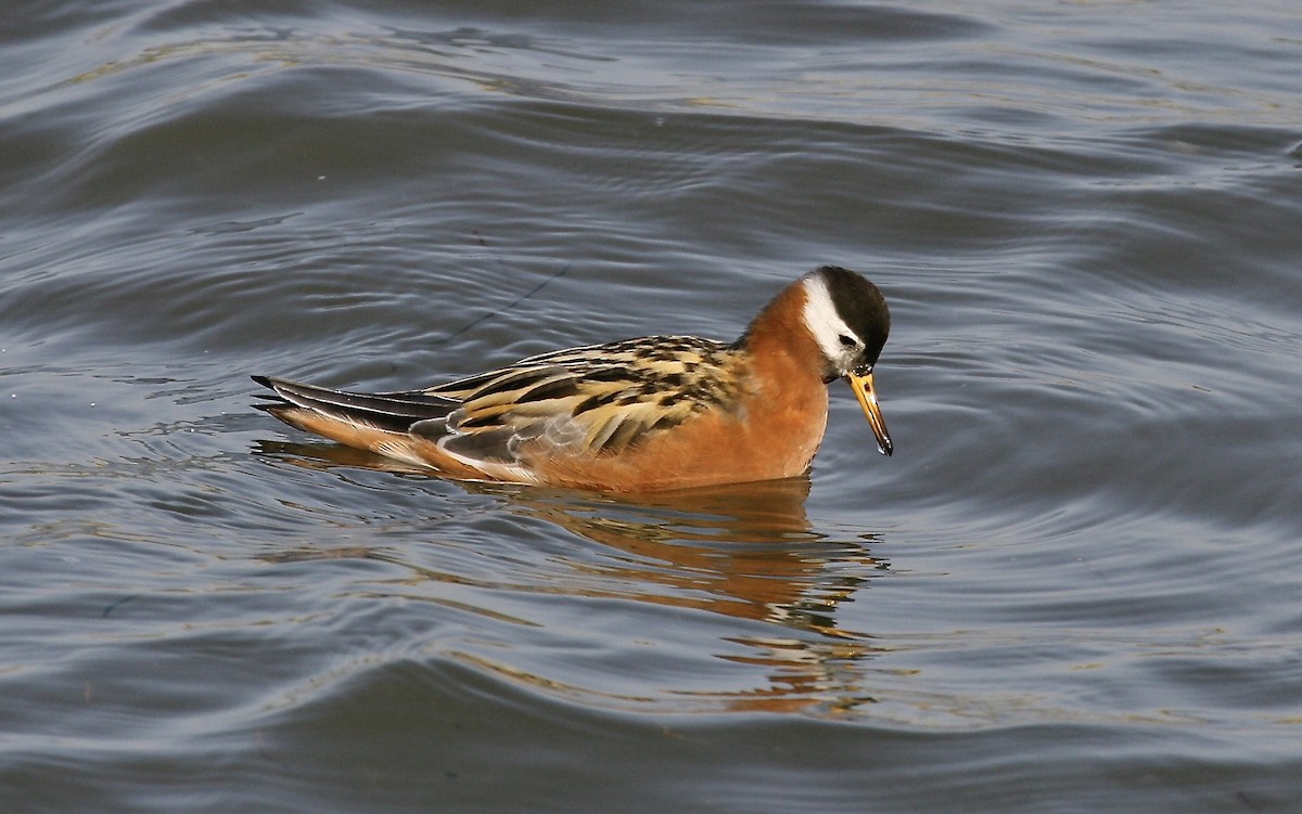 Red Phalarope - ML643102184