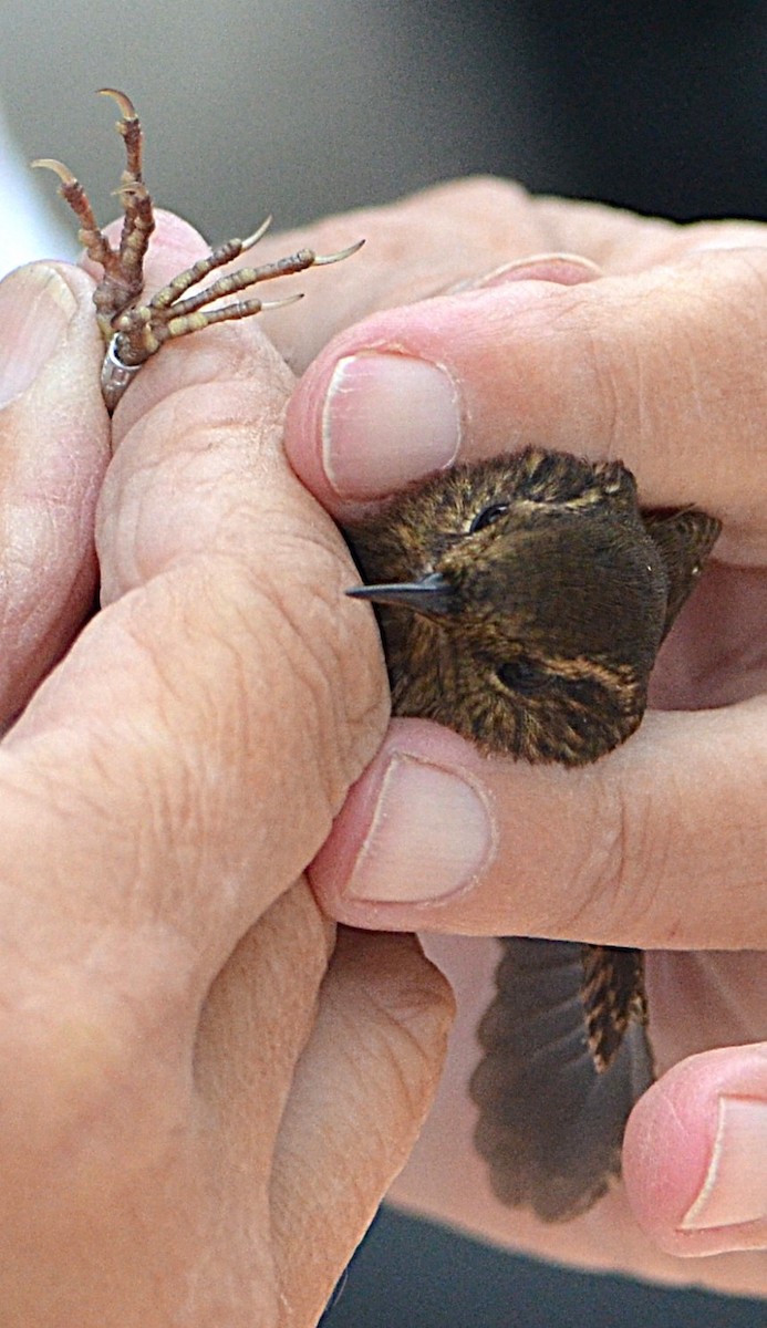 Pacific Wren - ML643102239